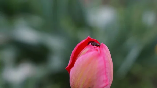 Curculionidae güzel pembe bir lale, bahar