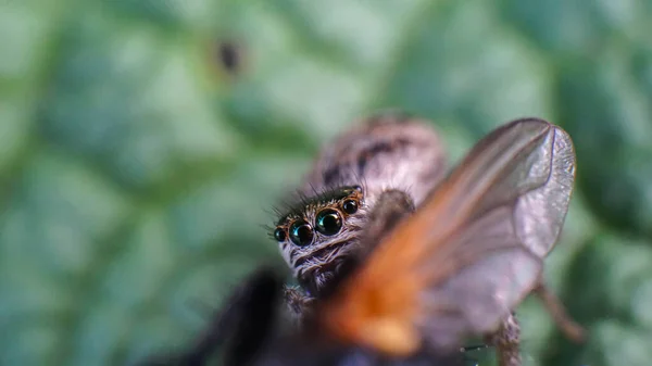 Pequeno e bonito bela aranha amigável com grandes olhos — Fotografia de Stock