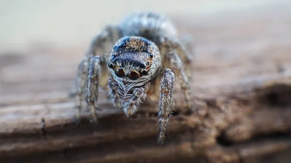 Küçük ve sevimli, güzel, büyük gözlü, dost bir örümcek.
