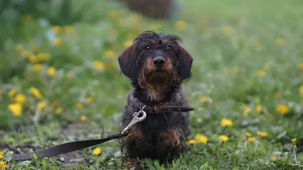 Doğanın içindeki safkan dachshund köpeği.