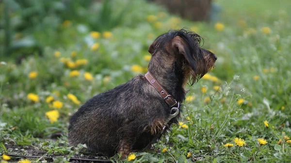 Thoroughbred Dachshund Dog Nature — Stock Photo, Image