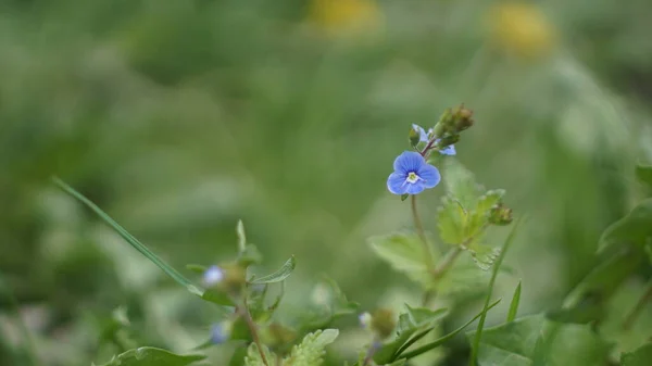 夏の牧草地で美しい小さな青い花を — ストック写真