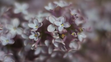 mor leylak, güzel bahar taze çiçekler