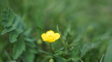 Yabani çayırların arasında küçük sarı çiçek