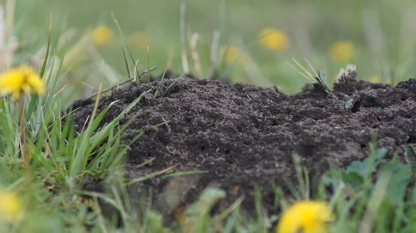 Karınca yuvası güzel bir çayırın arasında, yaz mevsimi.
