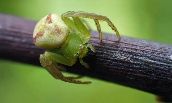 Effrayant Araignée Verte Prête Attaquer — Photo