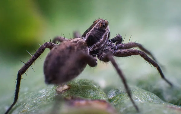 Effrayant Araignée Marron Attente Printemps — Photo