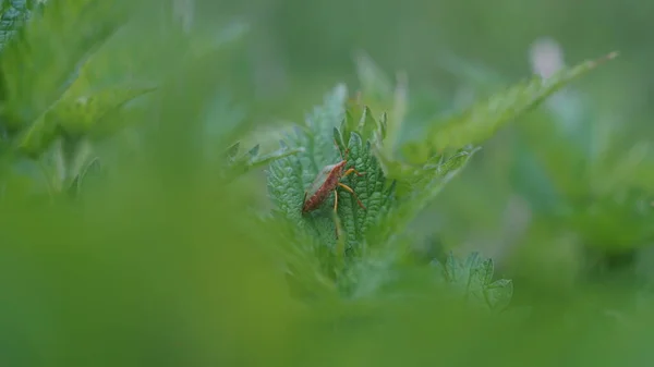 Kokmuş bir yaprak, yeşil bir tarla.