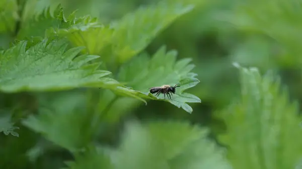 Abeja Silvestre Una Hoja Campo Verde —  Fotos de Stock