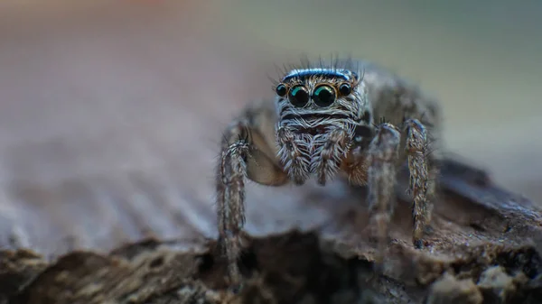 Malý Roztomilý Krásný Pavouk Velkýma Očima — Stock fotografie