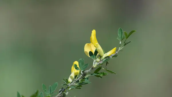 信じられないほど美しい黄色の花春 — ストック写真