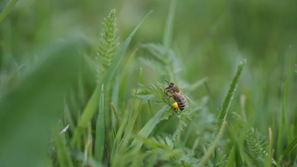 Μέλισσα Γύρη Στο Πράσινο Γρασίδι Ενός Άγριου Λιβαδιού — Φωτογραφία Αρχείου