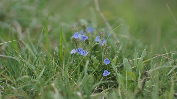 夏の草地春に美しい小さな青い花を咲かせ — ストック写真