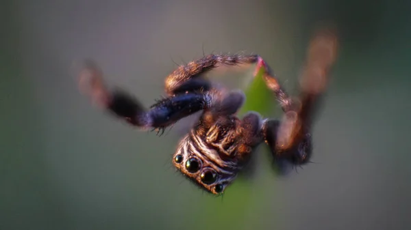 Araña Amigable Pequeña Linda Con Ojos Grandes — Foto de Stock