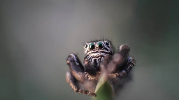 Small Cute Friendly Spider Big Eyes — Stock Photo, Image