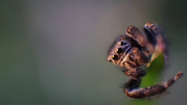 小而可爱的友好蜘蛛 长着大眼睛 — 图库照片