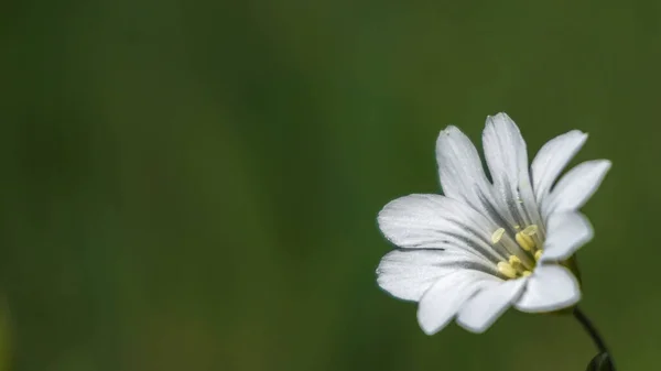 美丽的小白花 — 图库照片