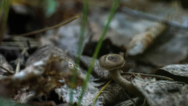 Kleine Paddenstoel Groeit Het Bos — Stockfoto