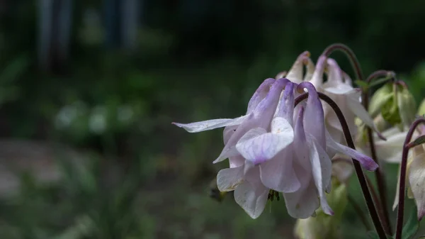 Bahçedeki güzel çan çiçekleri