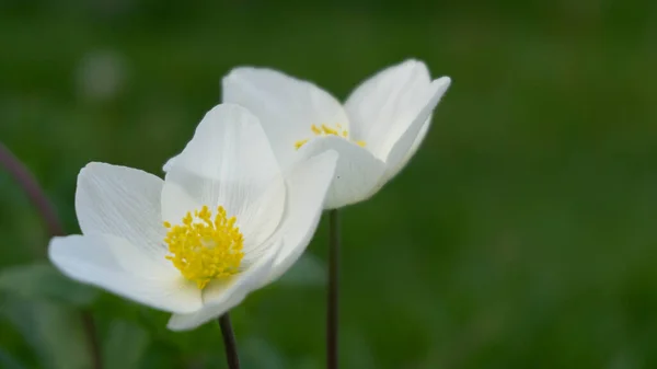 Deliziosi Fiori Bianchi Delicati Primavera — Foto Stock