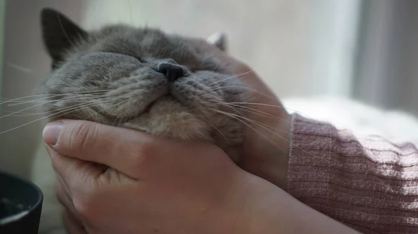 Doméstico Gato Basking Carinho Mãos — Fotografia de Stock