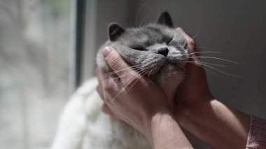 Evcil kedi şefkatli ellerde güneşleniyor.