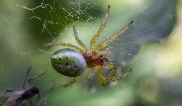 Gruselige Grüne Spinne Netz — Stockfoto