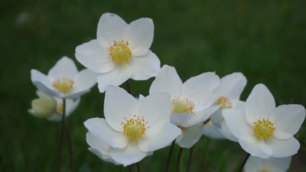 美丽的白色娇嫩的花朵在风中摇曳 — 图库视频影像
