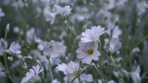 Clareira Flores Brancas Delicadas Atraente — Fotografia de Stock