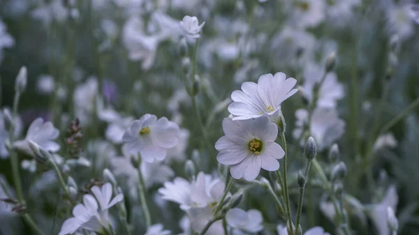 Göz kamaştıran narin beyaz çiçekler.