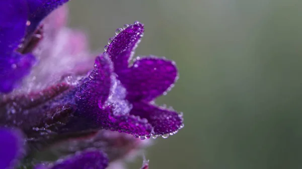 Bunga Kecil Yang Sangat Indah Embun — Stok Foto
