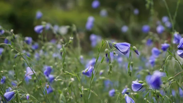 Campo Flores Azules Verano — Foto de Stock