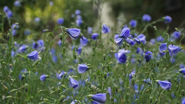 Campo Flores Azules Verano — Foto de Stock