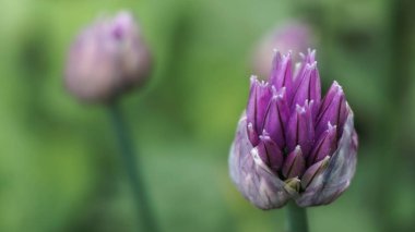 Bahçede yetişen dekoratif soğan