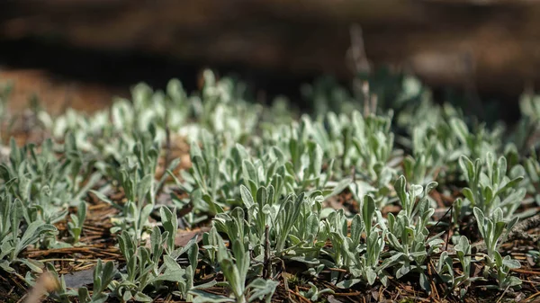 Meadow Plants Forest — Stock Photo, Image