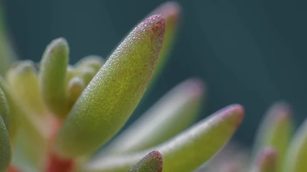 Yeşil Hızlı Büyüyen Süs Bitkisi Yakın Plan — Stok fotoğraf