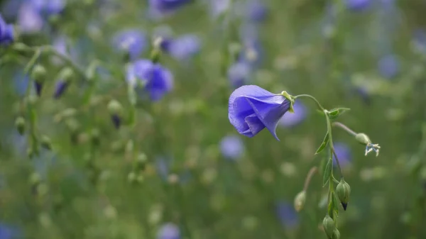 Botão Flor Azul Macio Bonito Verão — Fotografia de Stock