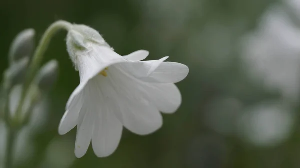 花园里长着娇嫩的白花 — 图库照片