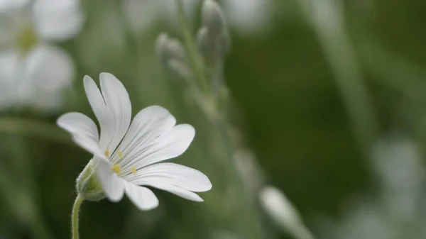 Bahçede yetişen narin beyaz çiçek