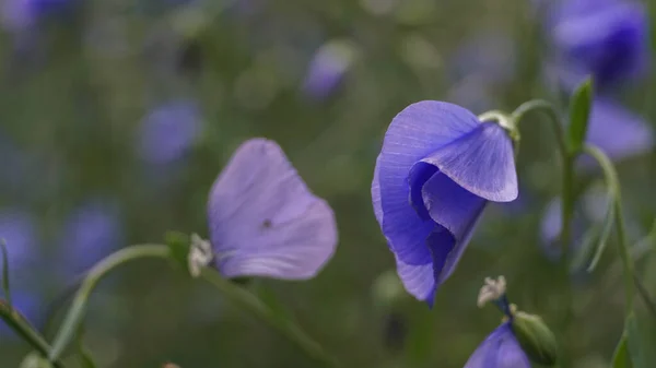Güzel mavi çiçek tomurcuğu, yaz