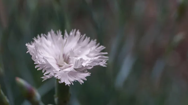 Delicate Pink Flower Growing Garden — Stock Photo, Image