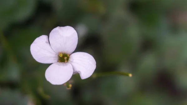 庭で育つ繊細な白い花 — ストック写真