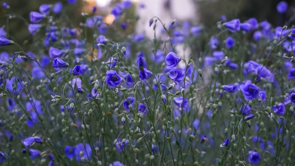 青い花選択的焦点画像 — ストック写真