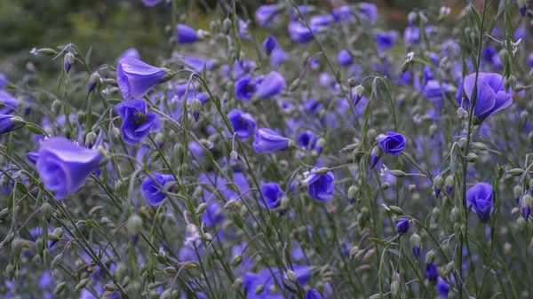 Field Flowers Selective Focus Image — Stock Photo, Image