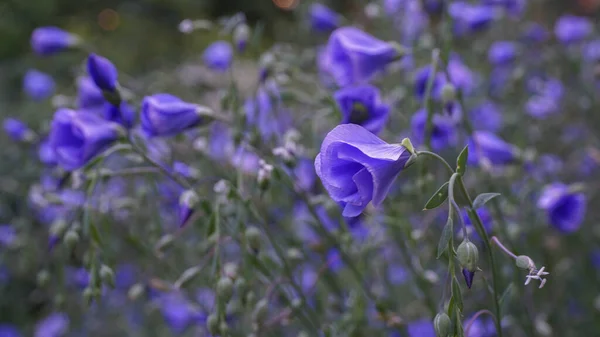 Flores Azules Imagen Enfoque Selectivo — Foto de Stock