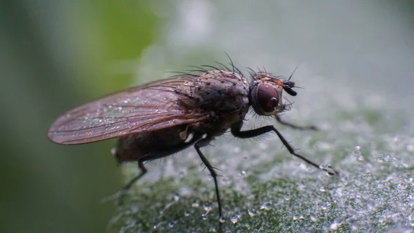 Bir bitkinin üzerinde oturan sineğe yakın çekim