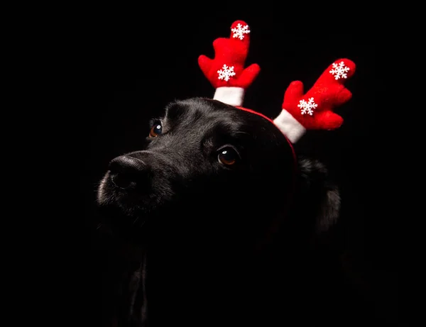 Sorrindo cão feliz labrador preto com veados decorativos de Natal Imagem De Stock