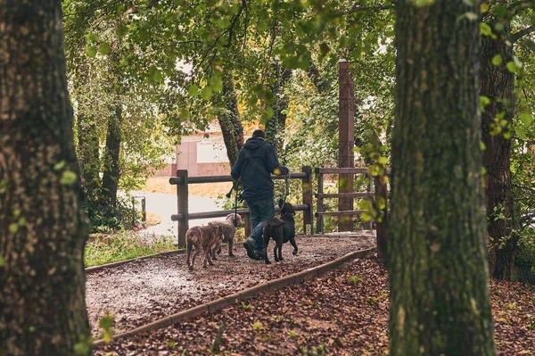 back view from the forest of young man walking his 3 dogs, spanish water dog, labrador chocolate and boxer, on a rainy day