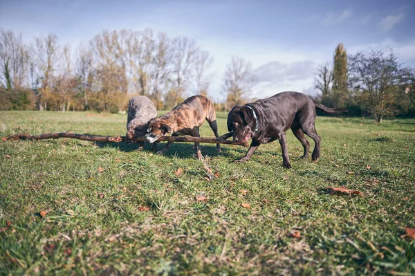 Portrait of three dogs biting a branch of a tree fallen to the ground