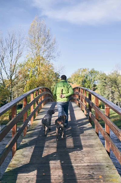 View from behind of a man crossing a bridge with a wooden pole on his back followed by his dogs